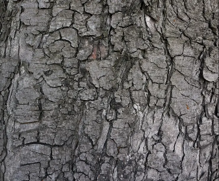 grey-tree-bark-texture